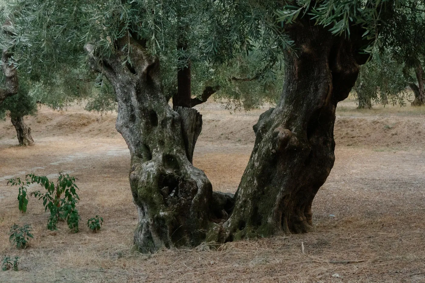 Valdanos Bay, Ancient Olive Groves Wrapping a Hidden Cove